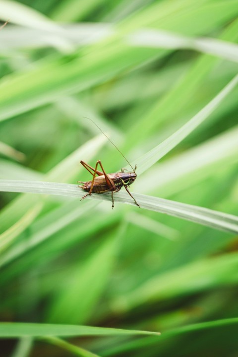 brown and black insect on green leaf