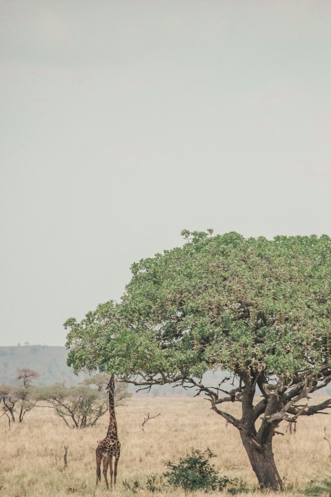 giraffe standing near green leafy tree