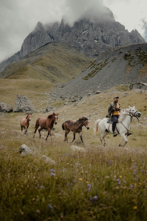 horses on green grass field during daytime