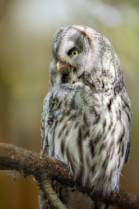 a close up of a bird perched on top of an owl