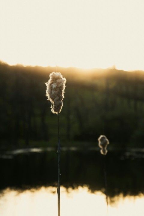 a close up of a dandelion