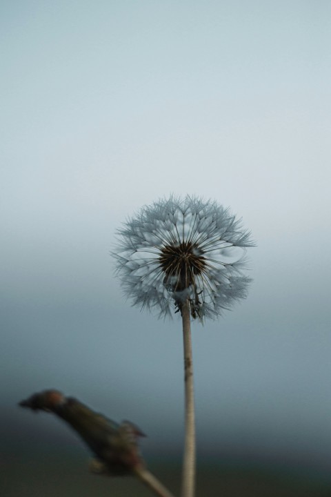 a dandelion is blowing in the wind