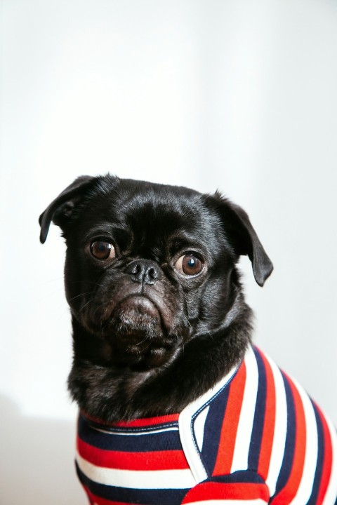 black dog wearing blue red and white shirt