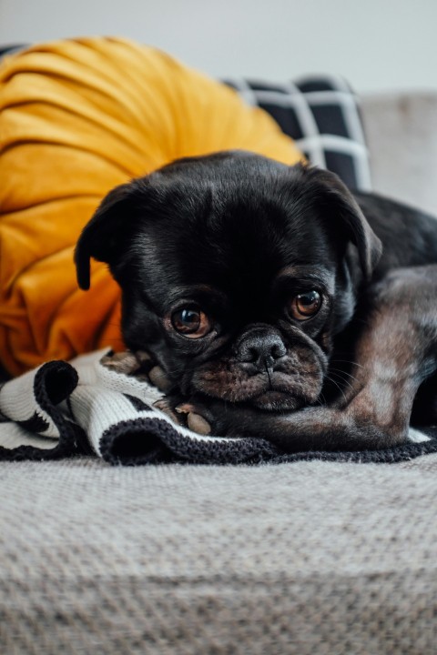 short coated black puppy