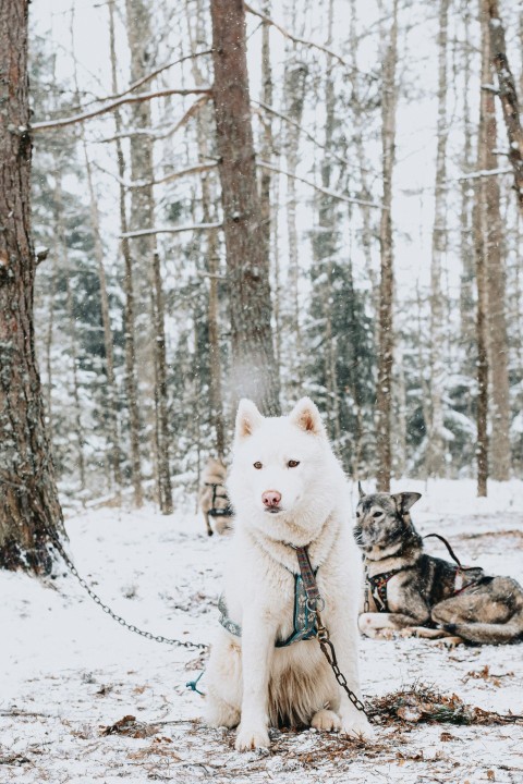 white siberian husky on snow covered ground during daytime