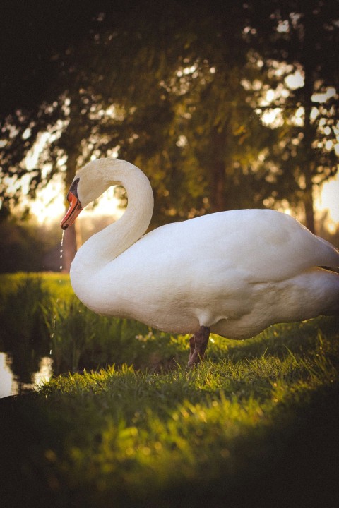 a white swan in the grass