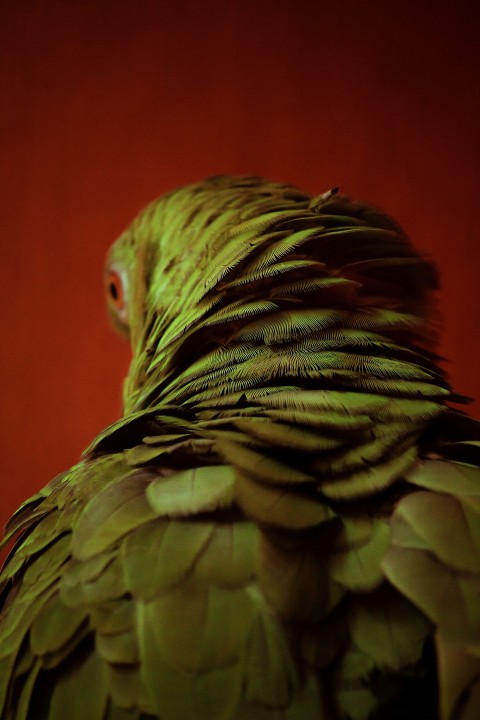 a close up of a green bird with a red background