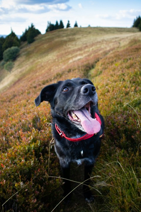 a black dog standing on top of a lush green hillside 1dV