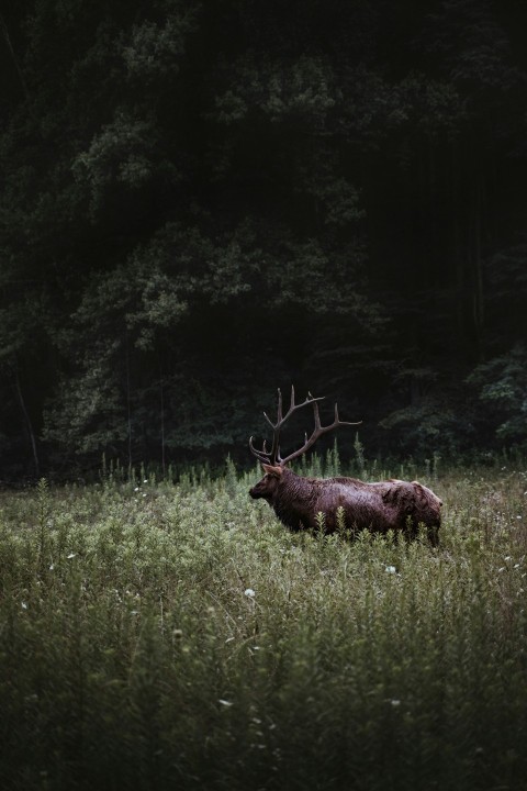 brown deer on green grass field during daytime