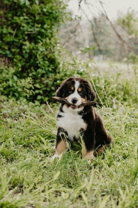 black white and brown bernese mountain dog puppy on green grass during daytime 3a_Drc5C2