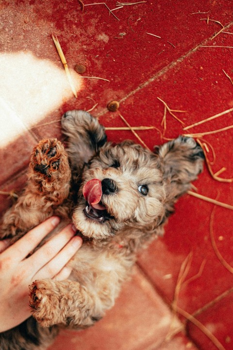 brown and black long coated small dog