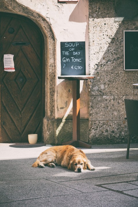 a dog laying on the ground in front of a building