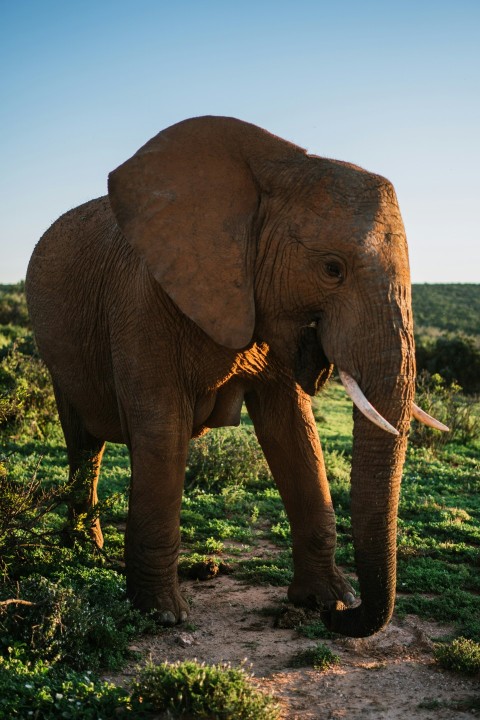 an elephant with tusks