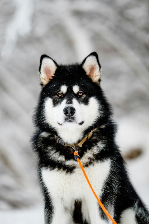 a black and white dog sitting in the snow