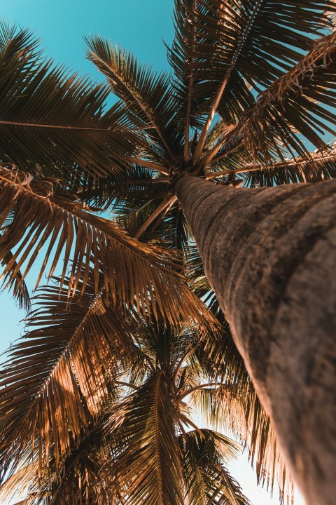 green palm tree during daytime vgKeL