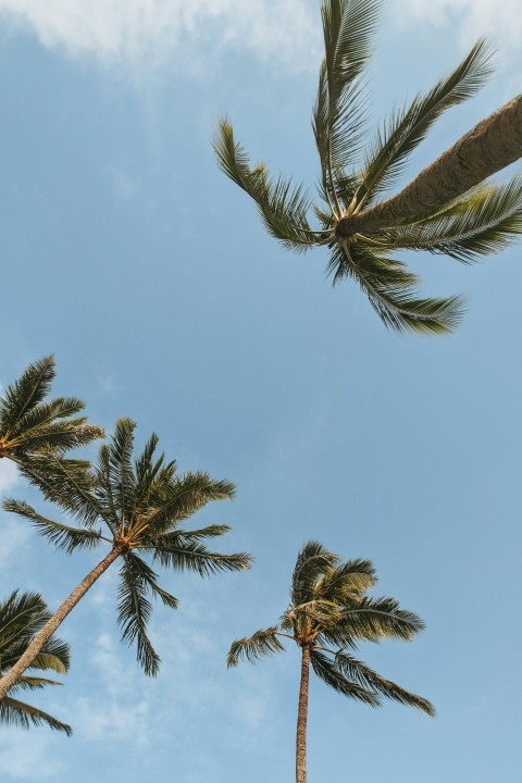 green palm tree under blue sky during daytime