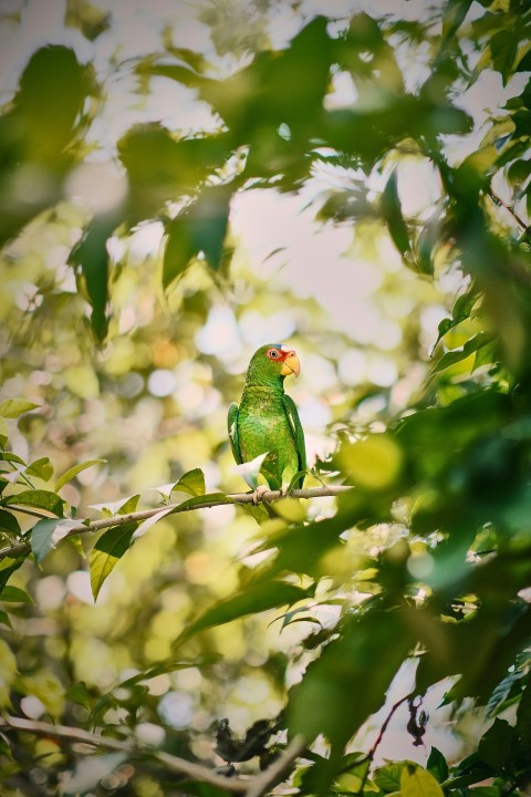 a green bird sitting on top of a tree branch