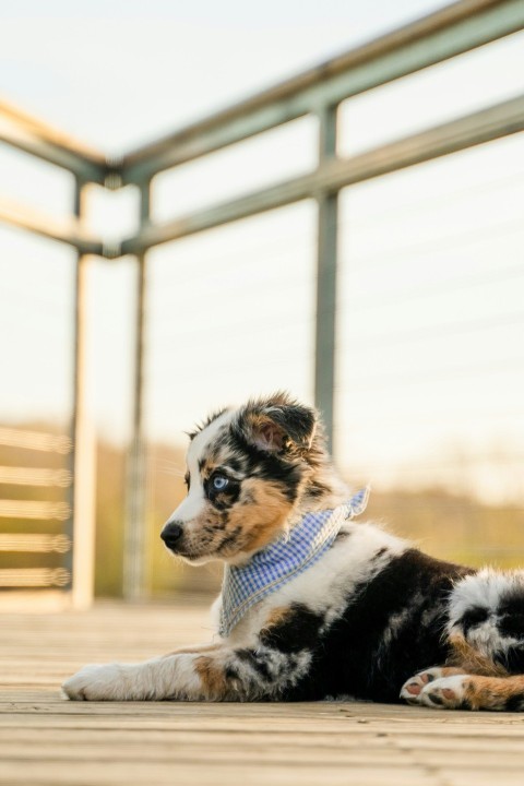 white black and brown long coated dog mQMm