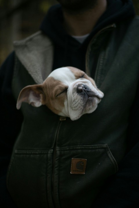 person carrying short coat brown and white dog QHvUcI