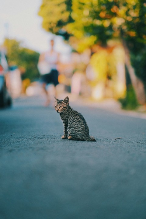 brown tabby kitten AqKiLSXF