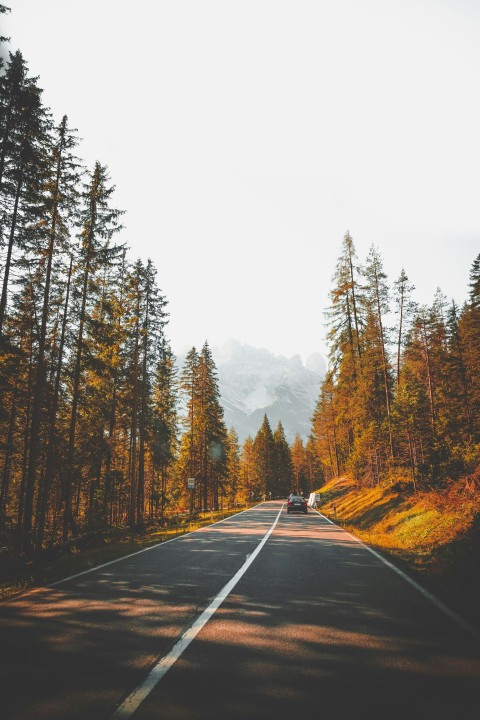 vehicle passing on pine trees at daytime