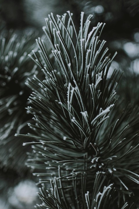 selective focus photography of green plants during daytime