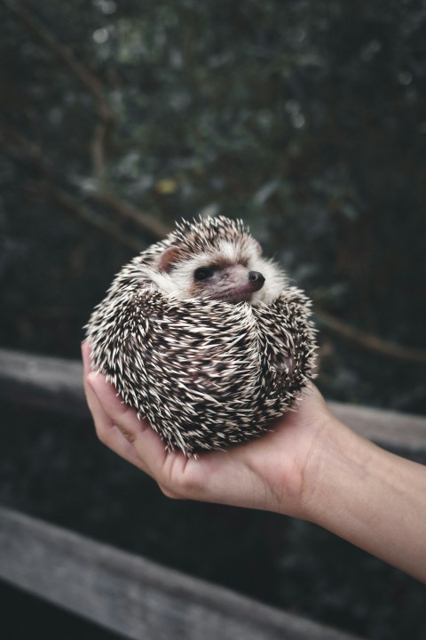 person holding white and black hedgehog