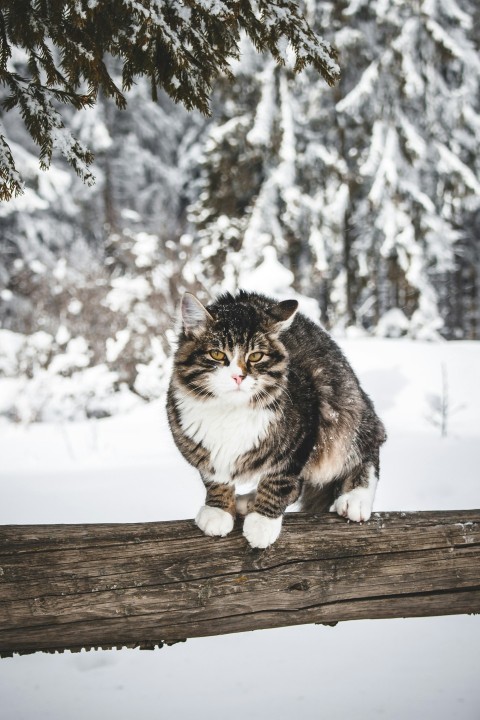 gray tabby car sits on tree log