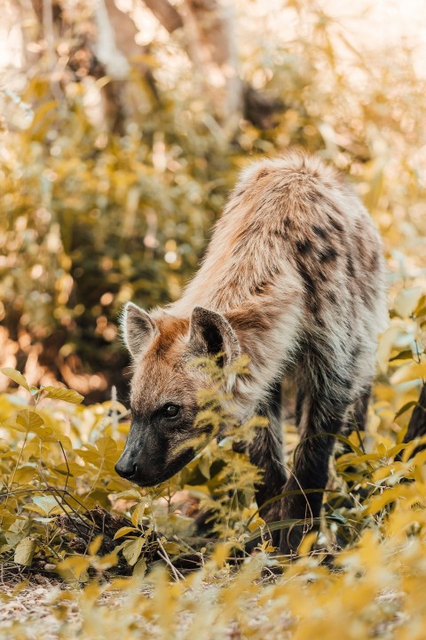 a hyena in a field of yellow leaves