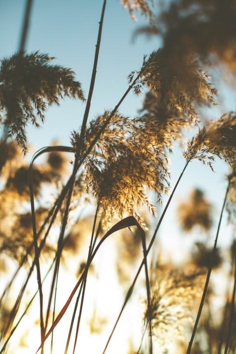 a close up of a bunch of tall grass u3f2u9k