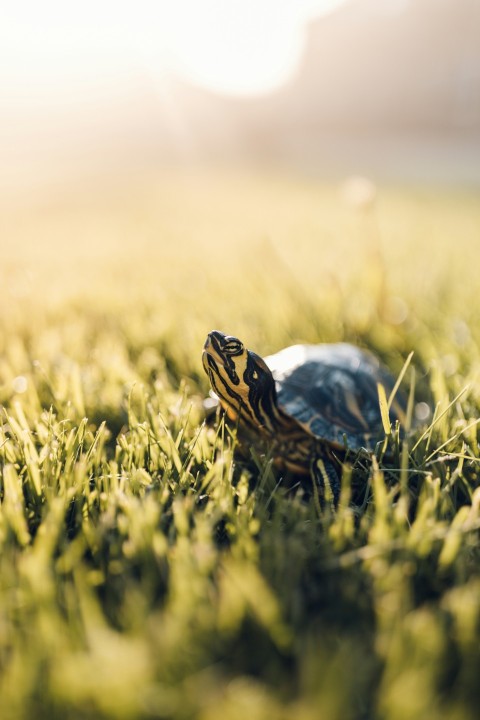 black and brown turtle on green grass during daytime