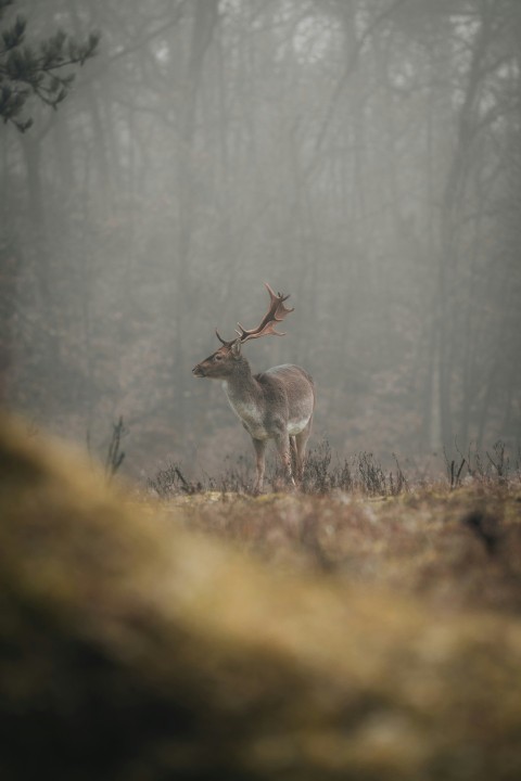 a deer standing in the middle of a forest