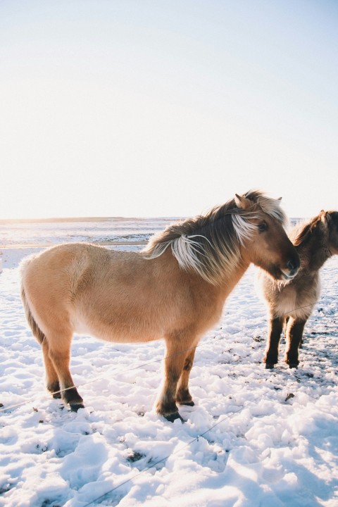 a couple of horses standing on top of a snow covered field