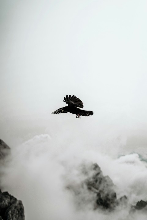 black and white bird flying