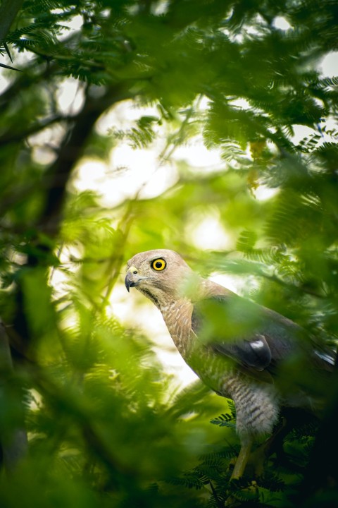 a bird perched on top of a tree branch