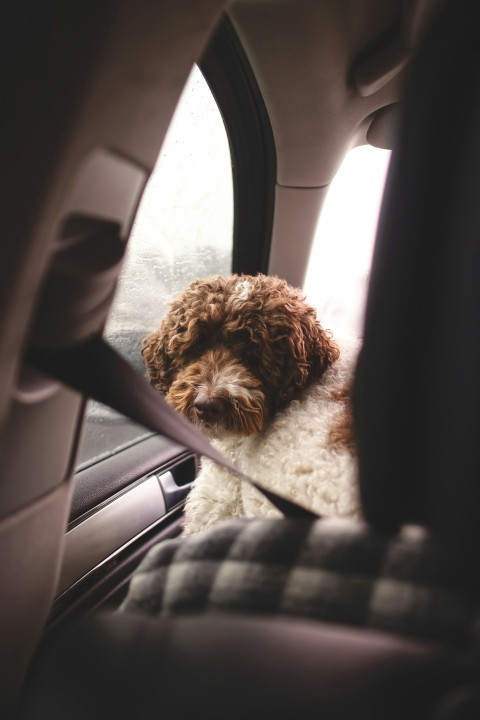 shallow focus photo of long coated brown and white dog