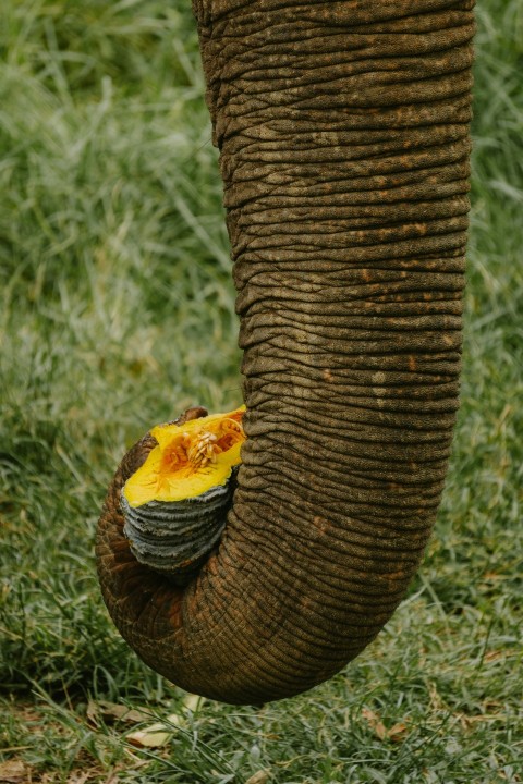 a close up of an elephants trunk with a piece of fruit on it