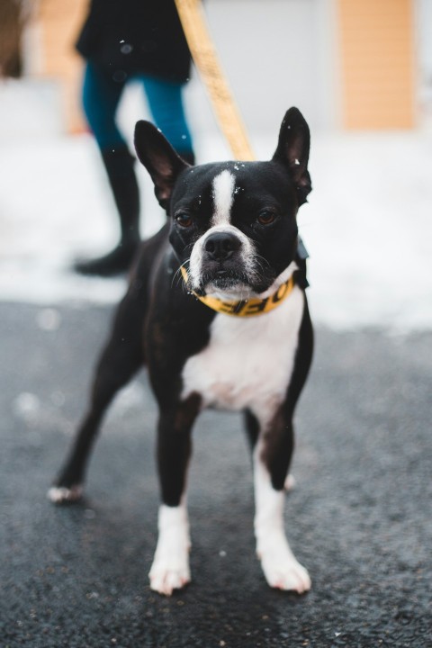 black and white short coated dog with leash