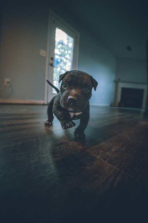 black and white short coat small dog on brown wooden floor xelC