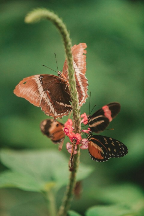 macro photography three brown butterflies