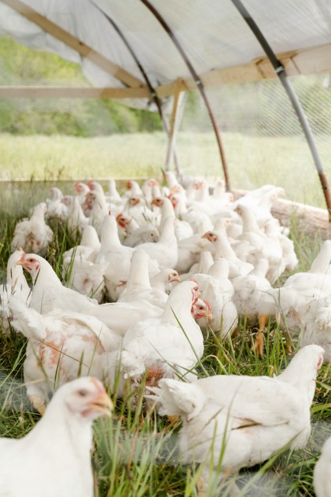 white chicken on green grass field during daytime