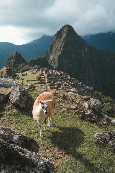 peru huayna picchu