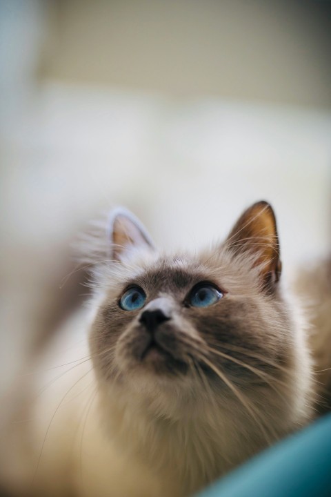 white and brown long fur cat