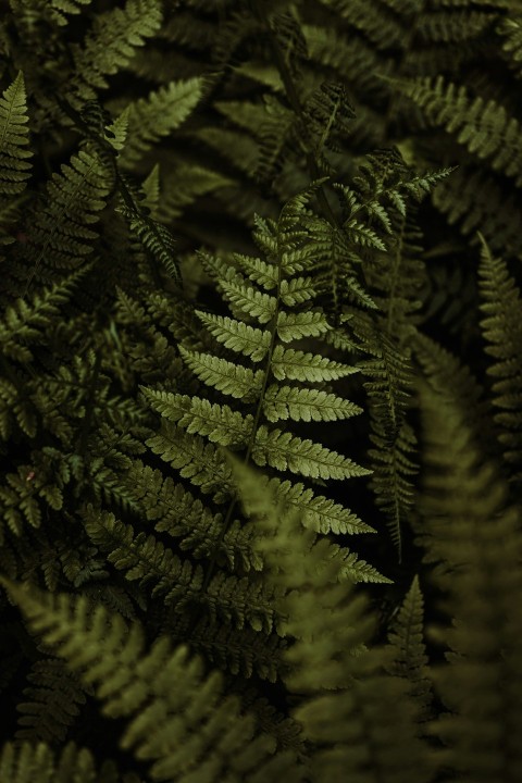 a close up of a plant with green leaves