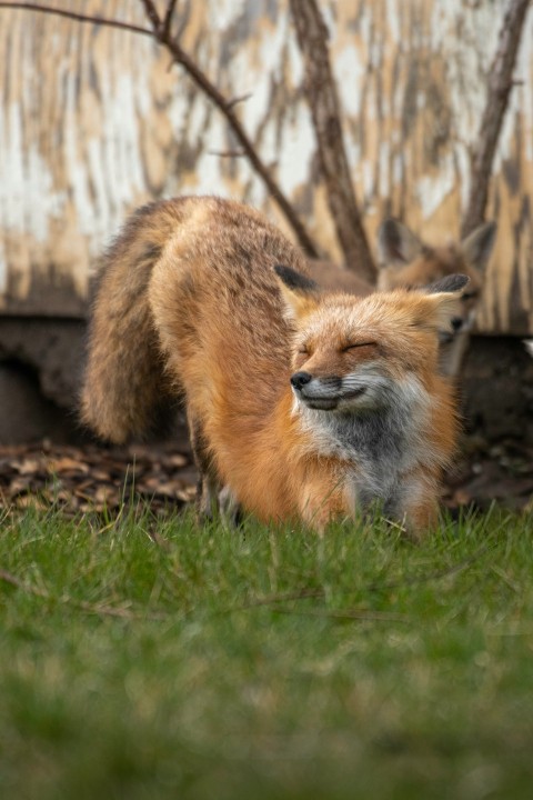 a fox lying in the grass