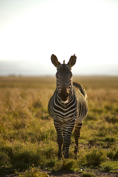 zebra on green grass field during daytime