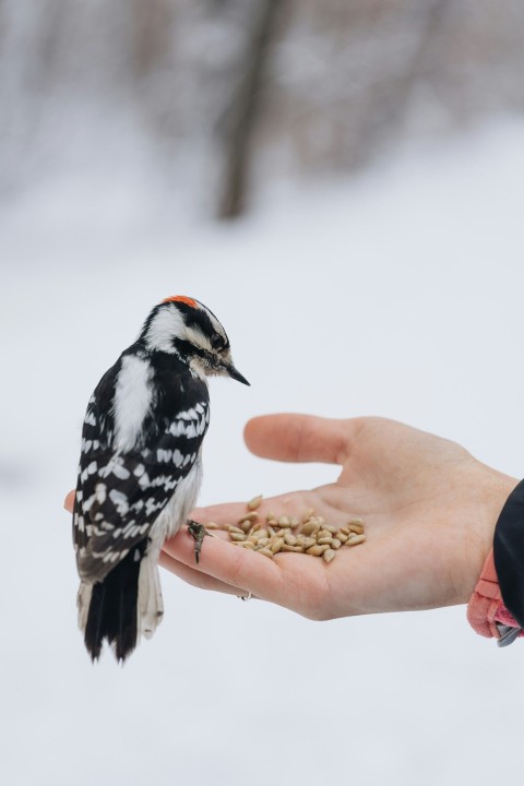 hairy woodpecker on persons hand