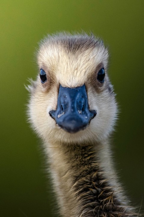 a bird with a blue eye