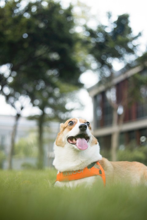 brown and white short coated dog with green collar