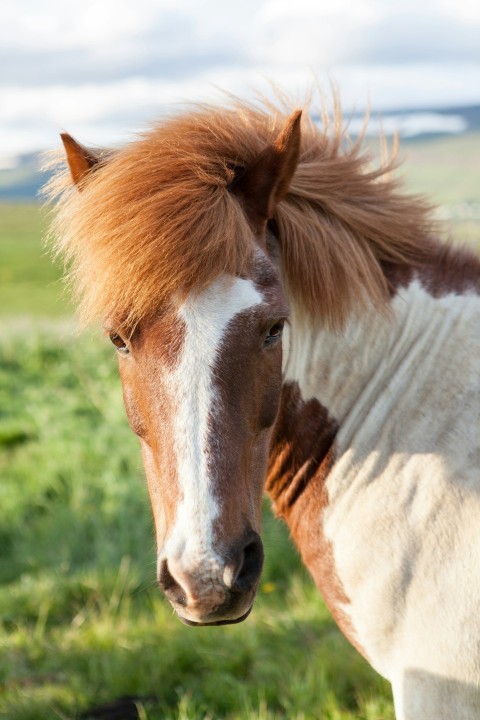 closeup photo of brown and white horse face v